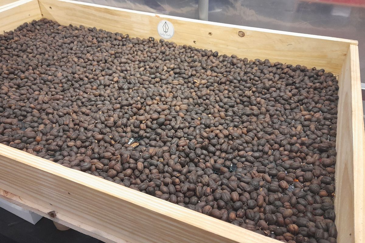 keunggulan mesin rotary dibanding sortasi manual