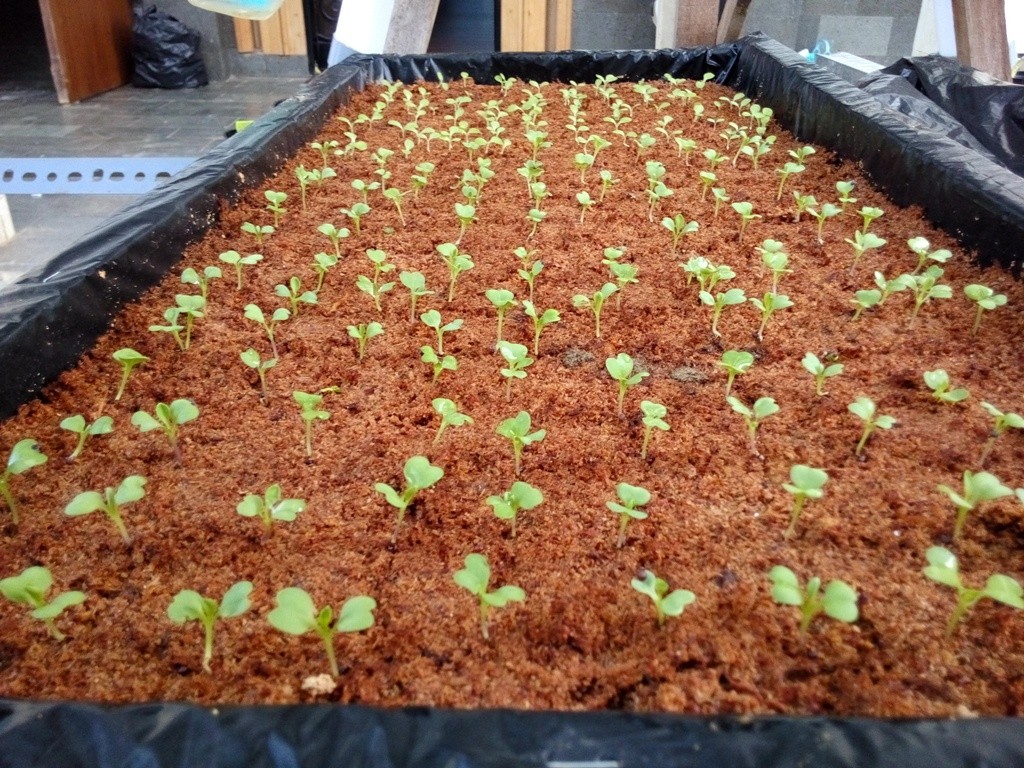 Sabut Kelapa Pengganti Tanah untuk Pertanian Modern