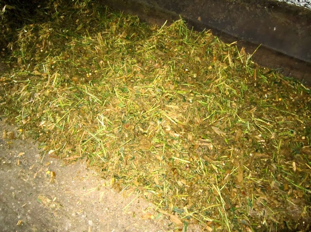 pakan rumput fermentasi alami