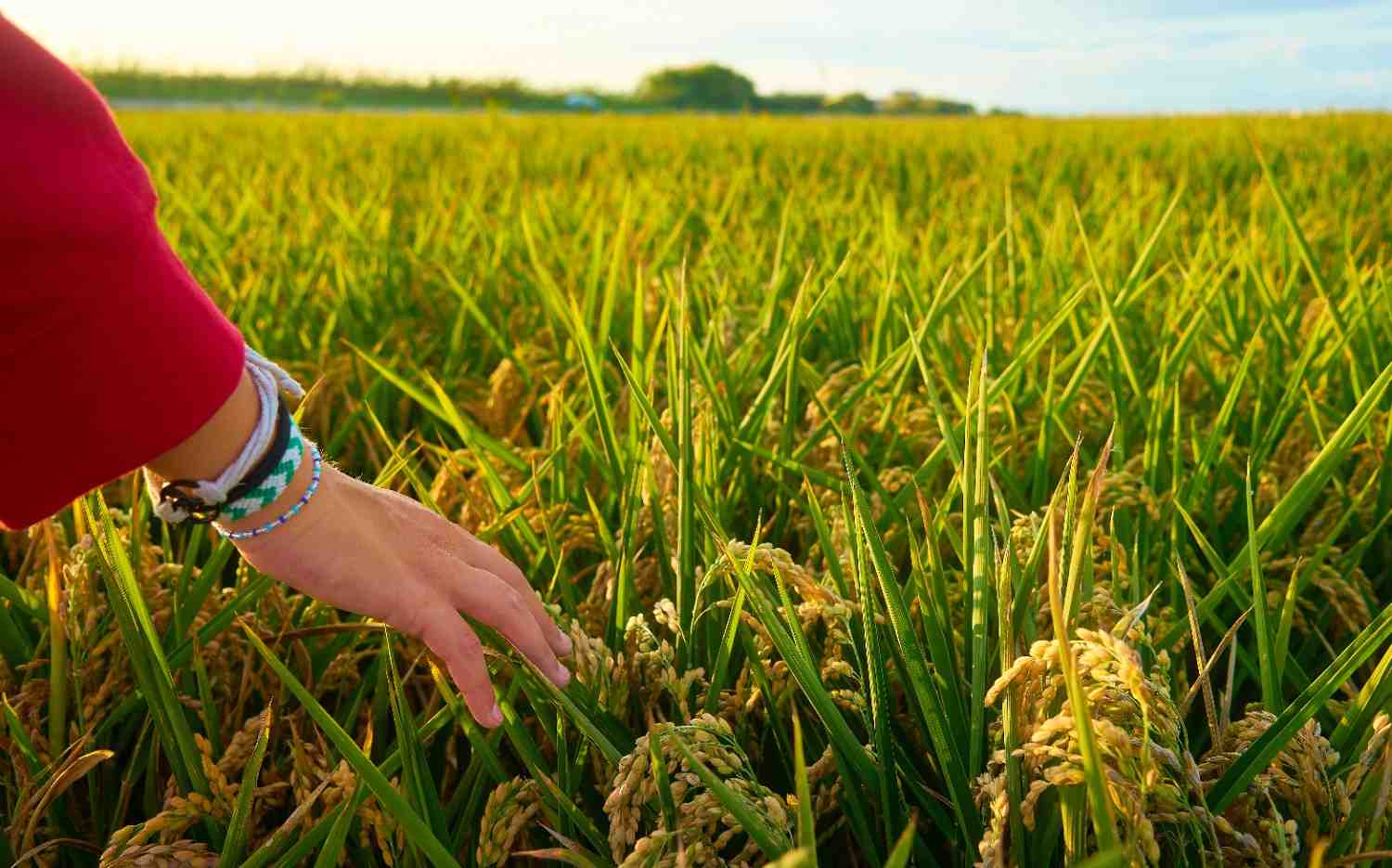 Penyebab Kerusakan Mesin Panen Padi yang Sering Terjadi