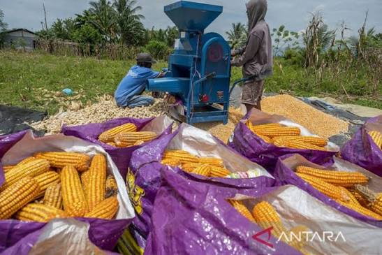 Perbedaan Pemipil Jagung Manual dan Mesin
