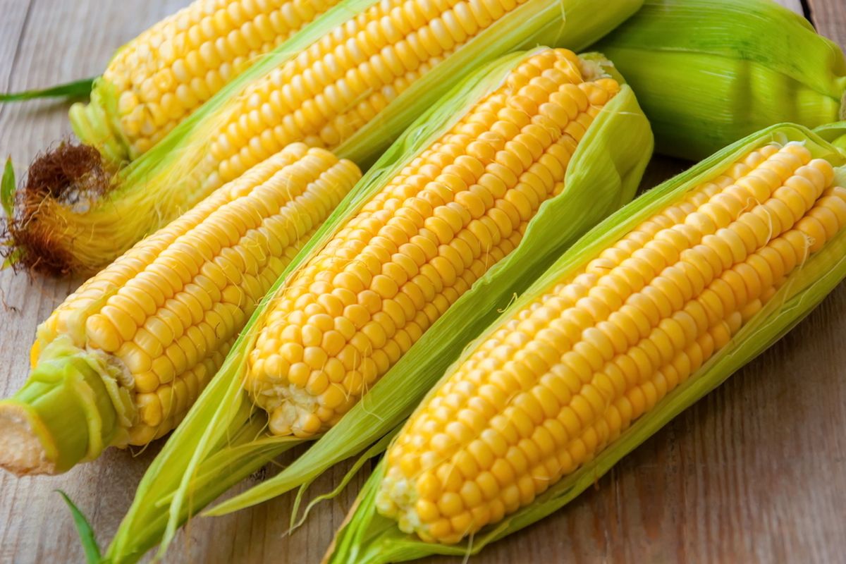 Cara Menyimpan Jagung Pipilan agar Awet